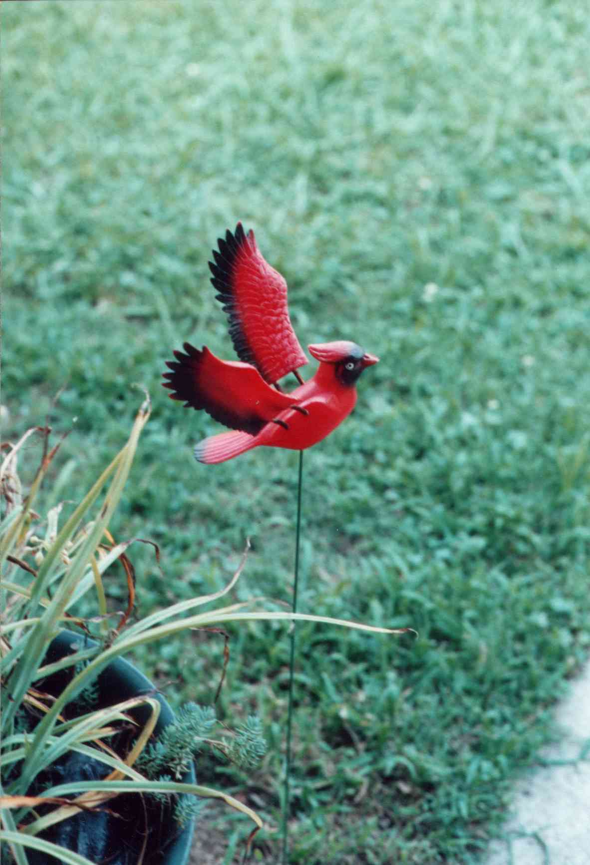 cardinalminolta.jpg