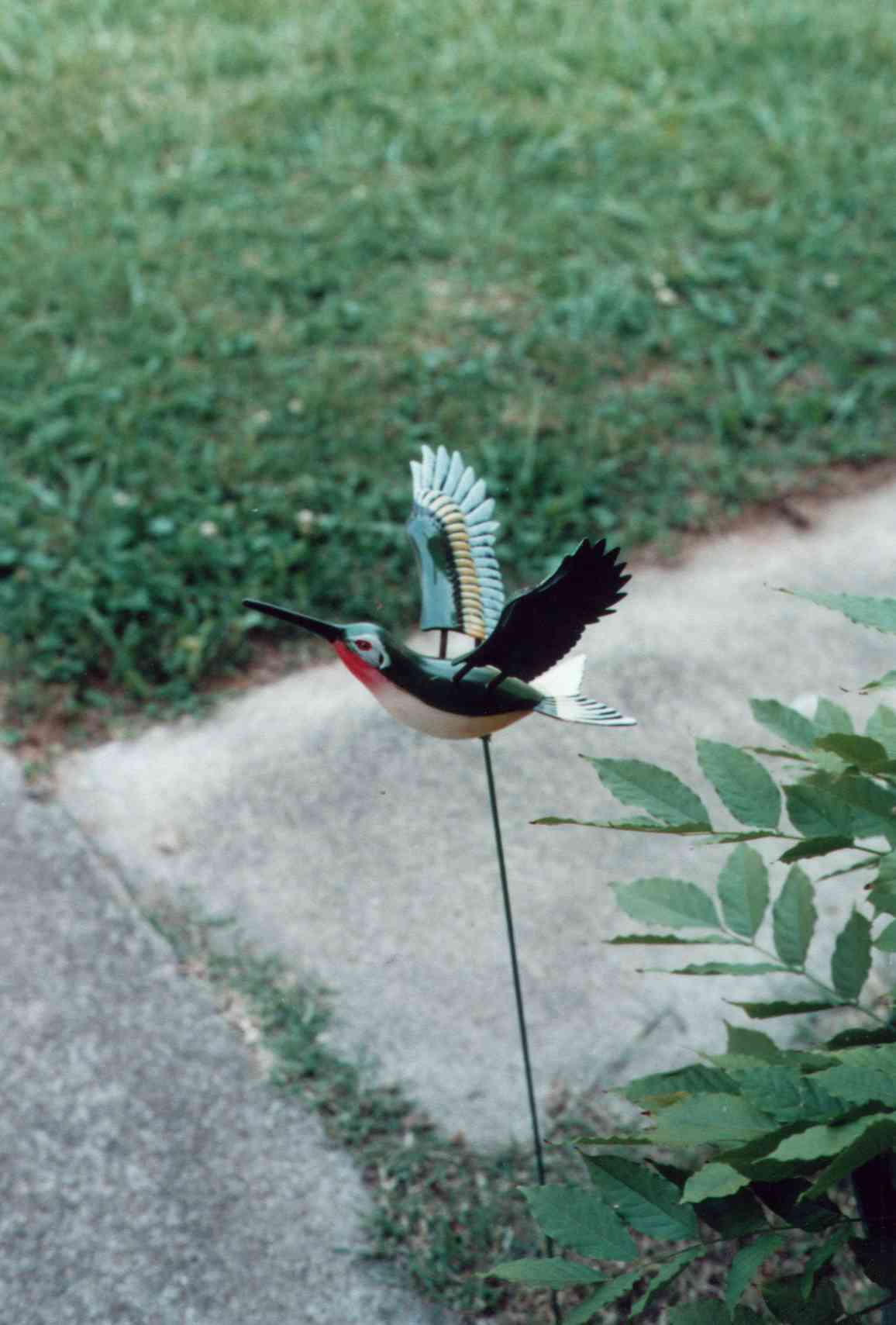 hummingbirdminolta.jpg